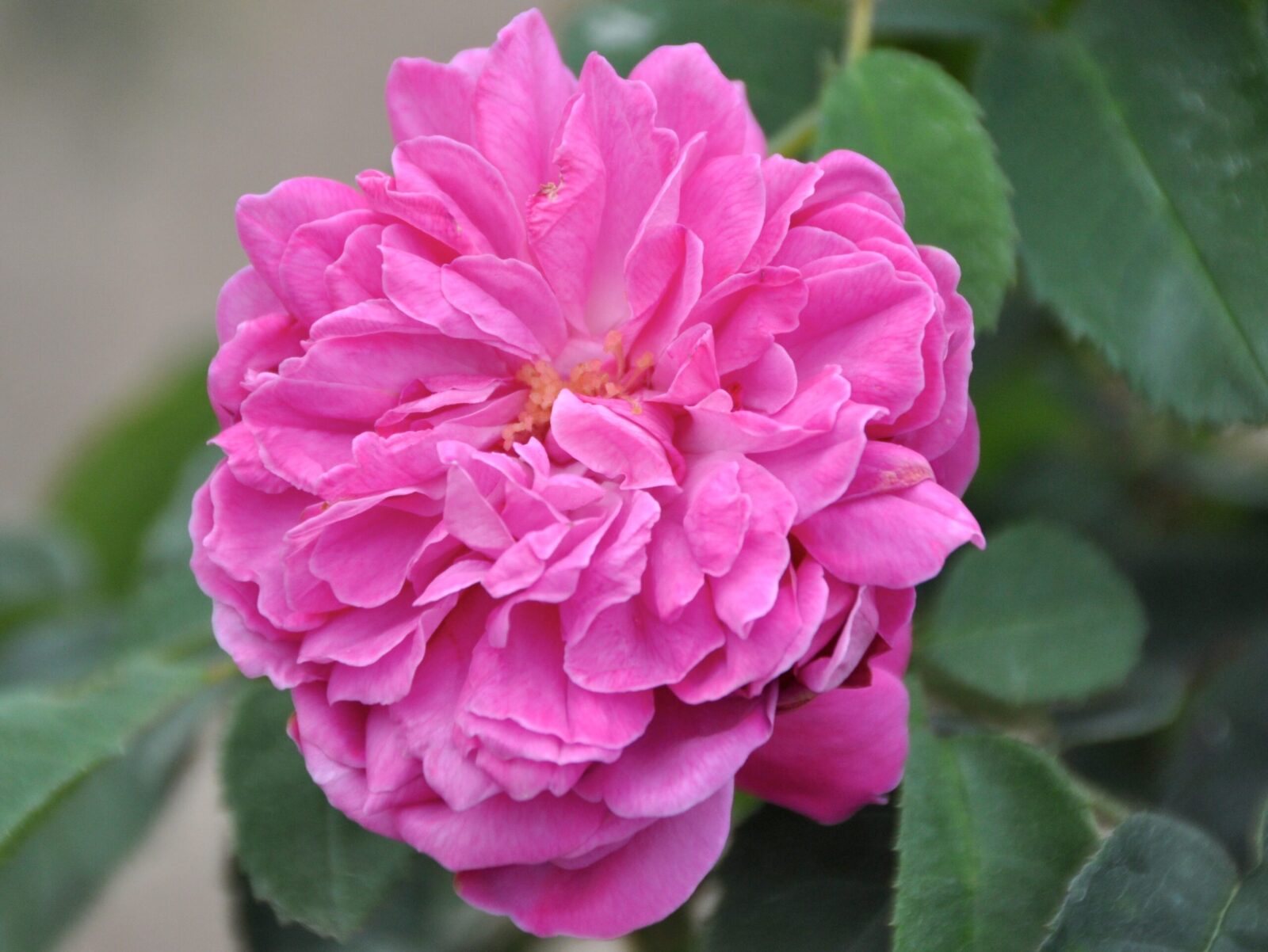 Baronne Prévost rose - Palatine Fruit & Roses