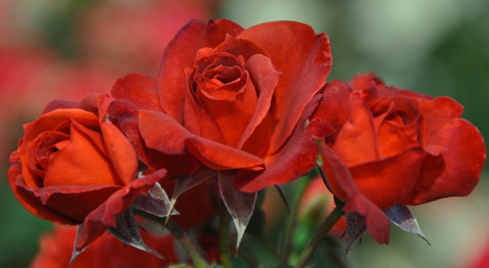 Hot Cocoa™ rose - Palatine Fruit & Roses
