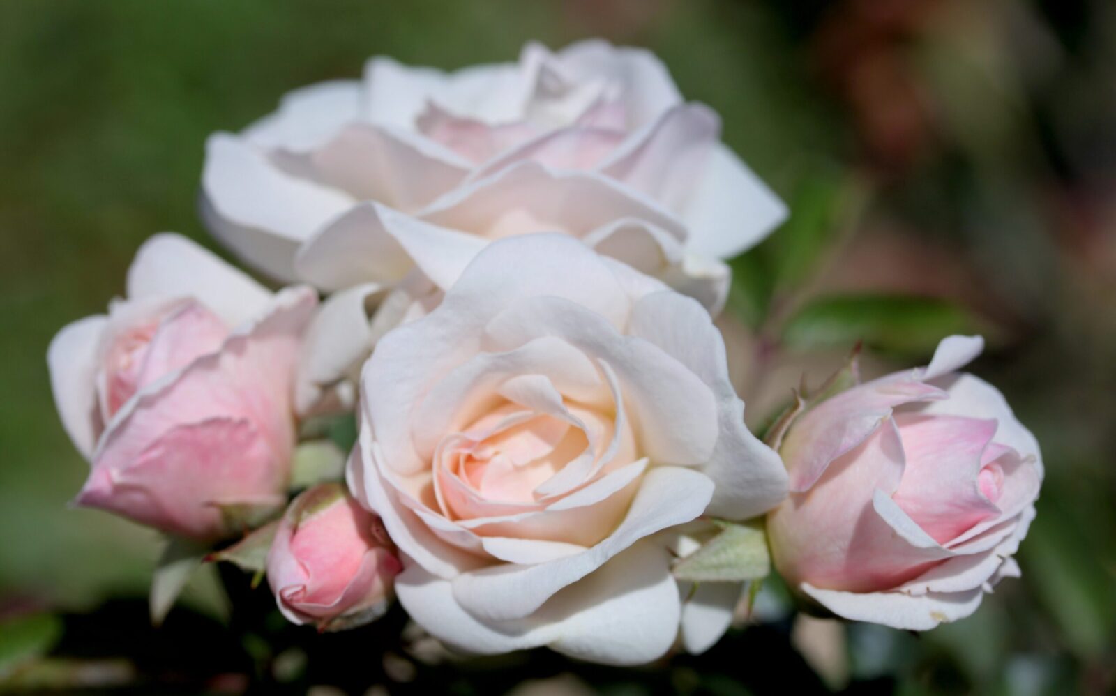Prolly Roses Prosperity rose - Palatine Fruit & Roses