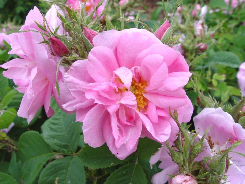 Rose de Quatres Saison - Palatine Fruit & Roses