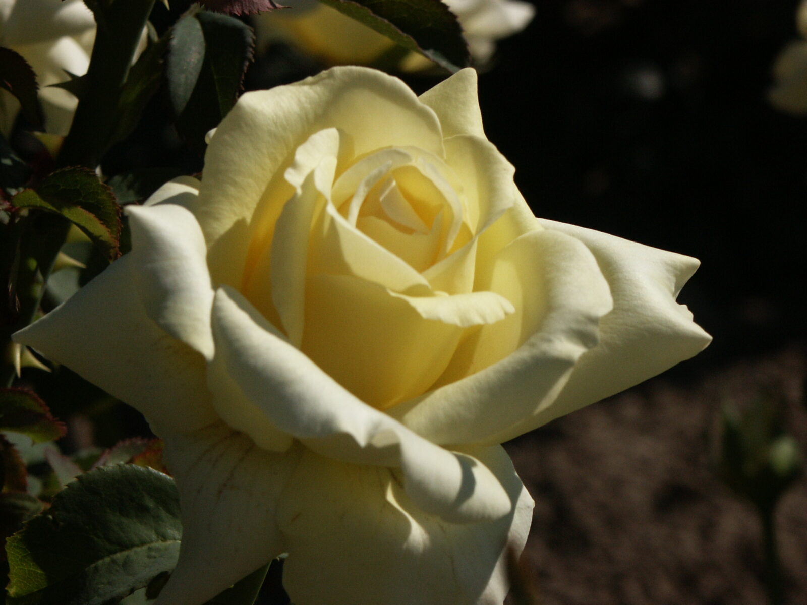 Pitoraize Rouses Peaudouce™ rose - Palatine Fruit & Roses
