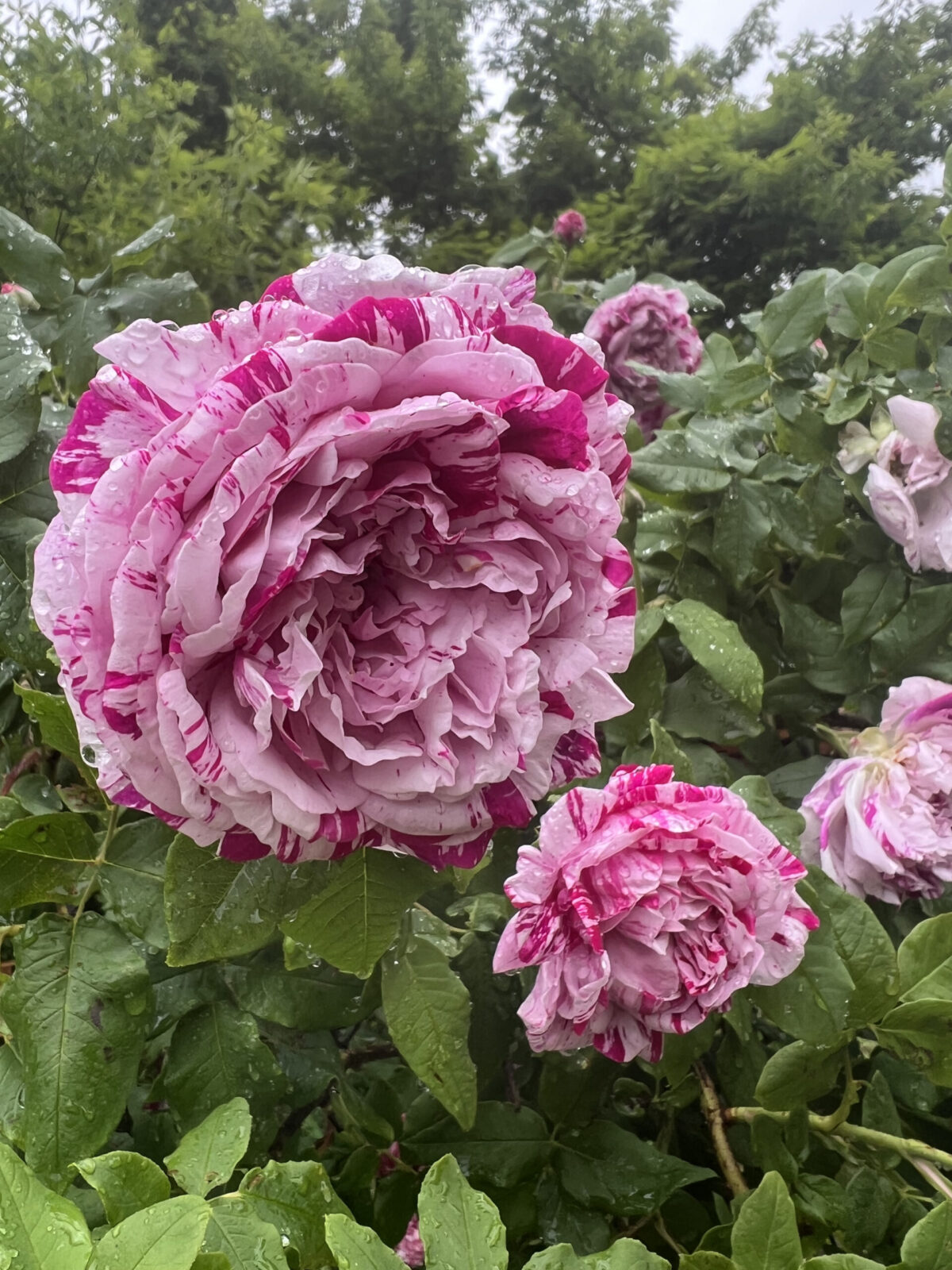 Variegata di Bologna rose - Palatine Fruit & Roses