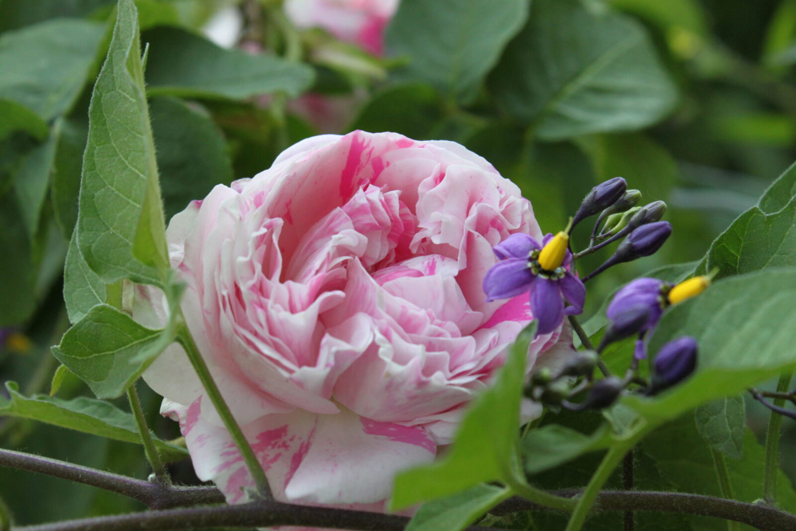 Variegata di Bologna rose - Palatine Fruit & Roses