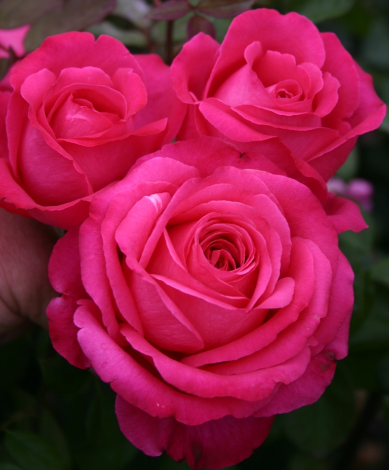 Simply Beautiful Roses Simply Samantha® rose - Palatine Fruit & Roses